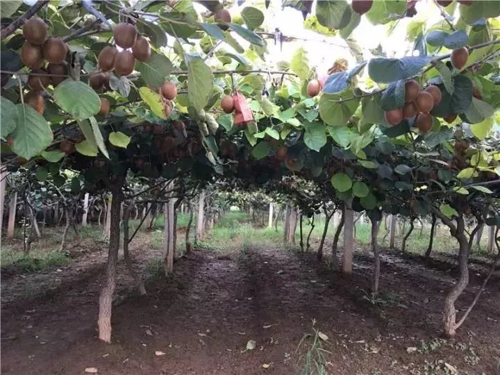 种徐香猕猴桃投资知识，徐香猕猴桃种植条件