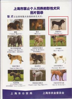 上海禁养犬名单图片大全，上海禁养犬种2020图