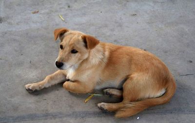 土狗属于禁养犬吗知乎，土狗可以上养犬证吗