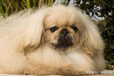 北京犬品种特征，北京狗的品种