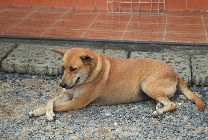 中华田园犬在国外贵吗，中华田园犬国外受欢迎