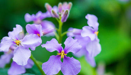 紫罗兰的花语是什么意思呢，紫罗兰的花语是什么意思呢英文