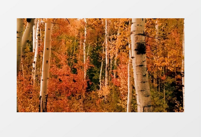 秋天的风景视频，秋天的风景视频下载