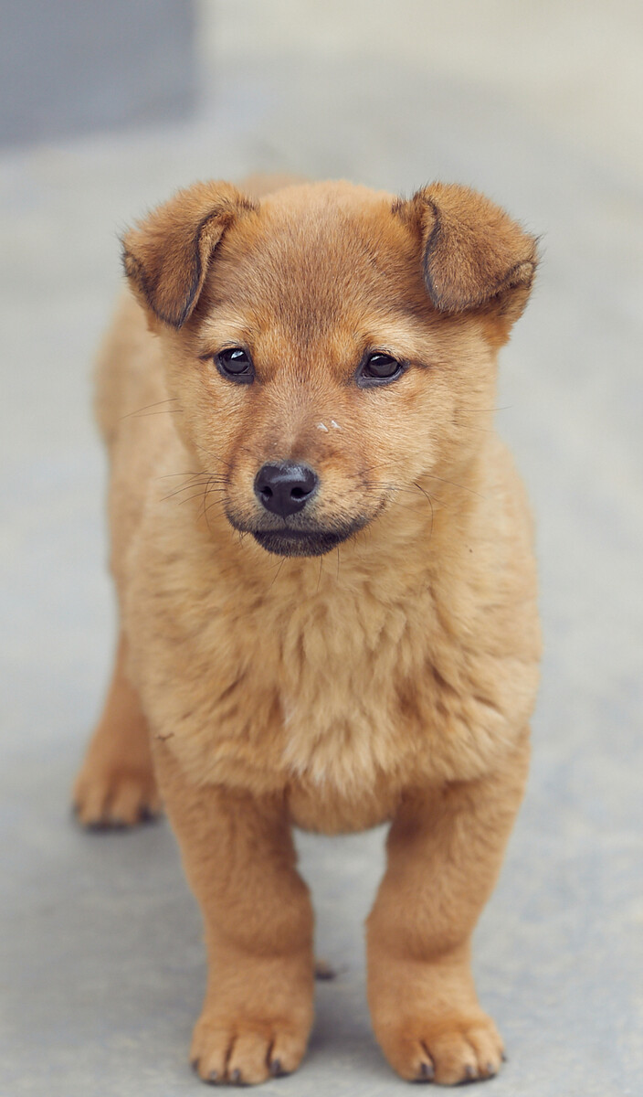 中华田园犬多少钱一只,中华田园犬智商排名,中华