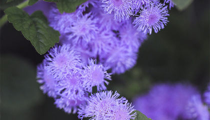 紫罗兰花语象征与寓意，紫罗兰花有几种