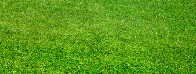 绿色草地背景图，绿色草地背景图片卡通
