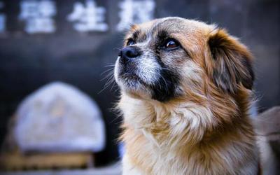 中国不让养中华田园犬，不禁养中华田园犬的城市