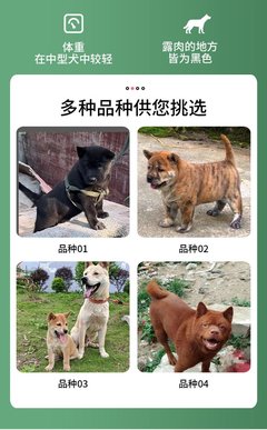 中型犬都有什么品种，中型犬有些什么品种