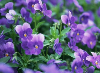 紫罗兰的花语是什么，紫罗兰永恒花园经典语录