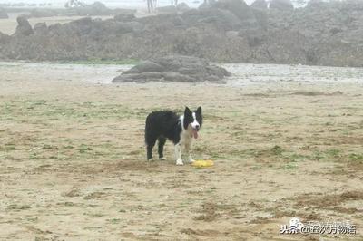 边境牧羊犬属于城市禁养犬吗，边境牧羊犬让养吗