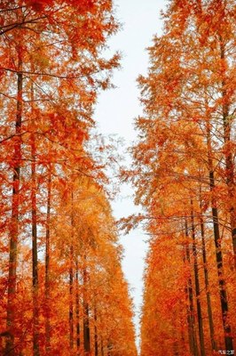 秋天的一幅画简单又漂亮，秋天的一幅画简单又漂亮教程