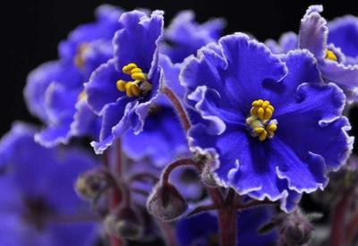 紫罗兰花语代表什么意思，紫罗兰花语象征与寓意