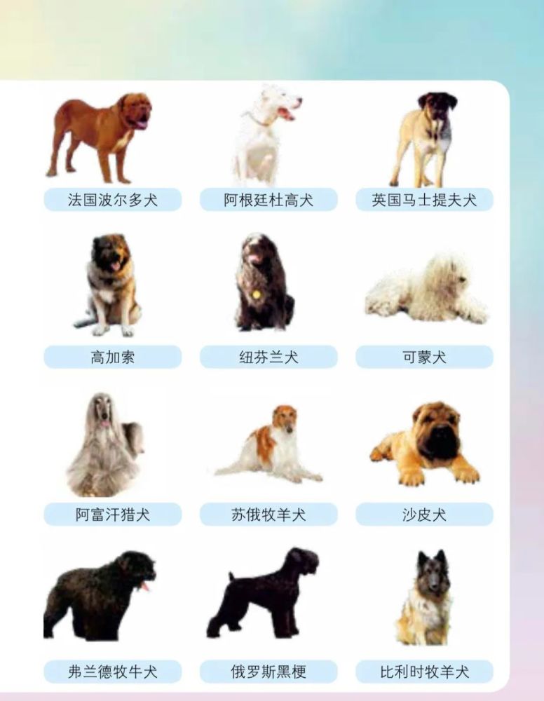 中国各地禁养犬种名单，中国禁养狗有哪些种类