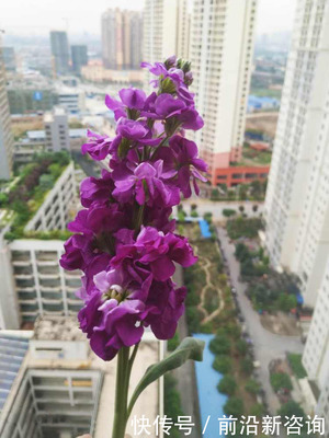 紫罗兰花的花语是什么意思，紫罗兰花语和寓意是什么