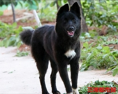 中华田园犬，中华田园犬聪明吗排名第几