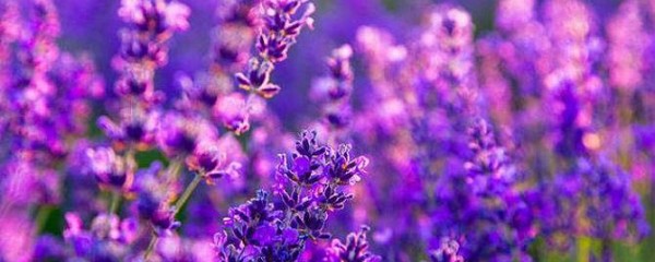 各种颜色的紫罗兰花语，紫罗兰颜色代表什么