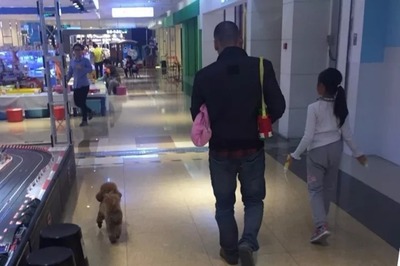 法律有规定宠物狗能进商场吗，宠物狗可以逛商场吗