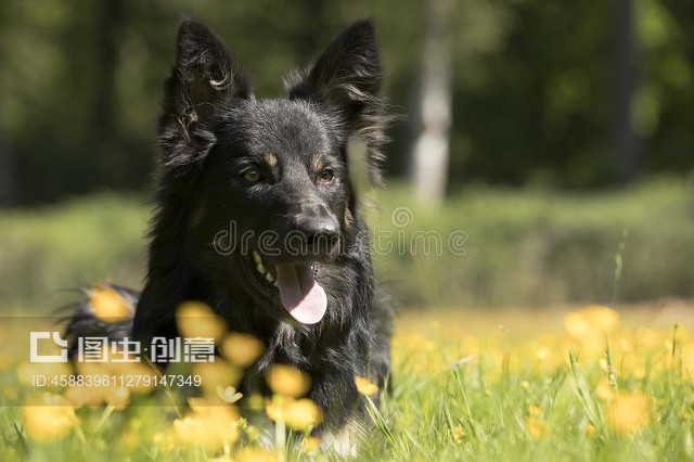 边境牧羊犬，边境牧羊犬掉毛严重吗