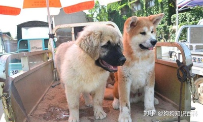 秋田犬多少钱一只，中华田园犬多少钱一只