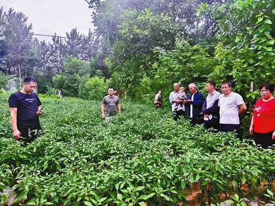 知识城投资集团何文，知识城投资开发有限公司董事长