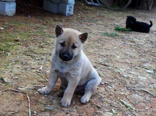 中华田园犬哪种最好，中国十大土狗