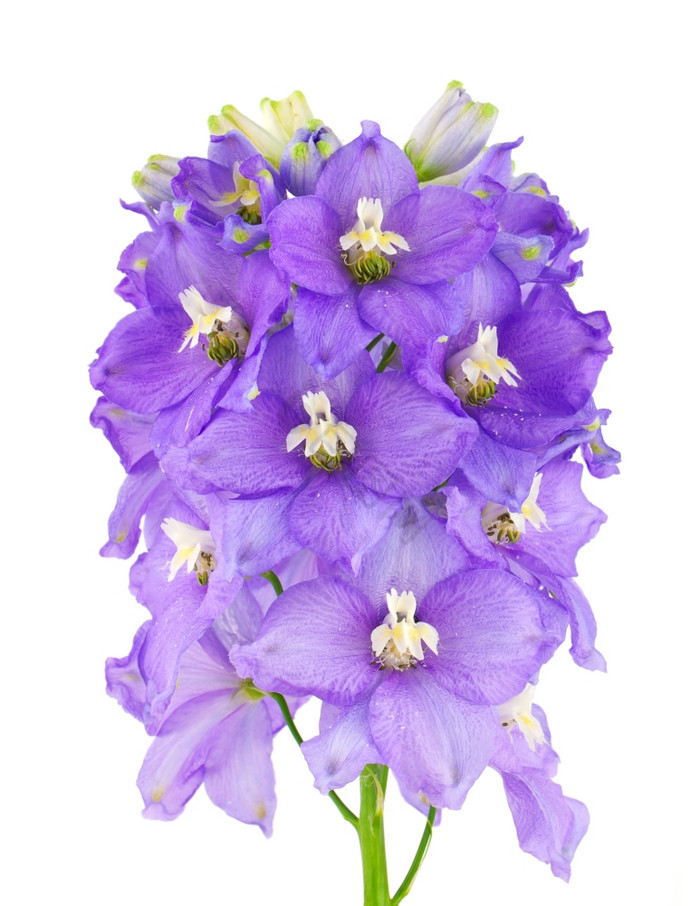 紫罗兰花，紫罗兰花养护方法