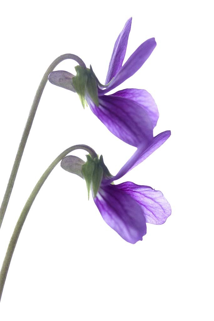 紫罗兰花代表的含义，紫罗兰花有什么含义