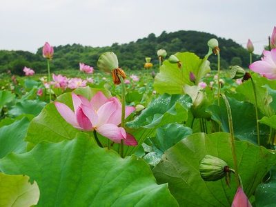 我国各省简称顺口溜，中国各省简称顺口