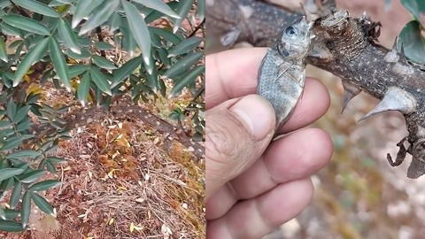 树上挂鱼干/青蛙干 一个星期了还在！这让人很心慌