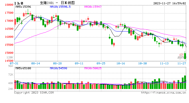 快讯：生猪期货主力合约临近收盘触及跌停