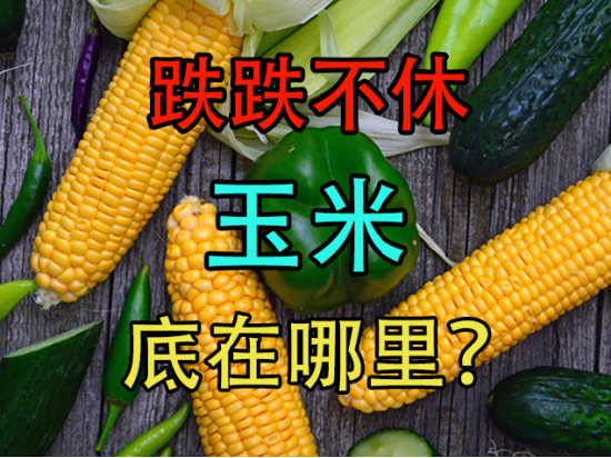 跌跌不休，玉米底在哪里？