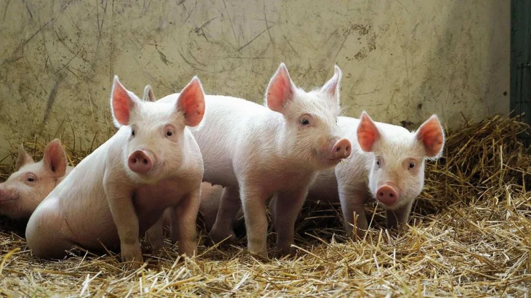 猪价下行周期何时结束？2024年生猪养殖户该怎么办？