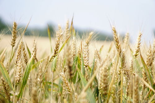 全国秋粮已收获77% 冬小麦冬油菜播种有序推进[20240419更新]